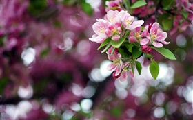 苹果树，粉红色的花朵，春天，背景虚化 高清壁纸