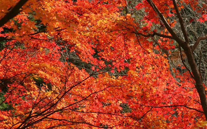 秋天，美丽的枫叶，红色，树木 壁纸 图片
