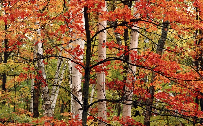 秋季，森林，桦木，红叶 壁纸 图片