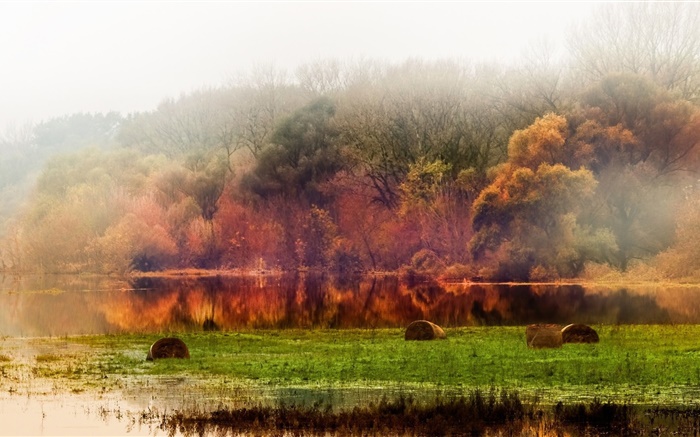 秋季，森林，树木，池塘，叶子，雾，早晨 壁纸 图片