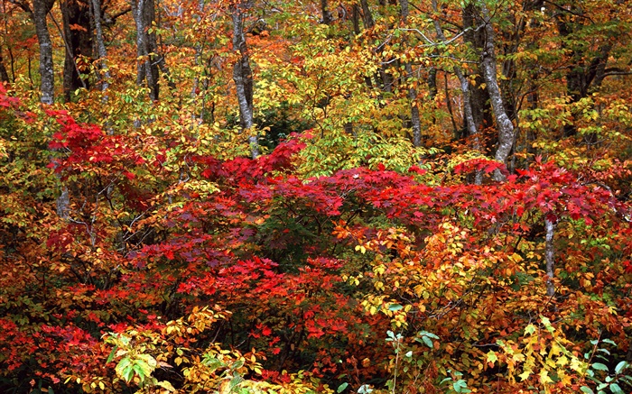 秋天森林，树枝，红色和黄色的叶子 壁纸 图片