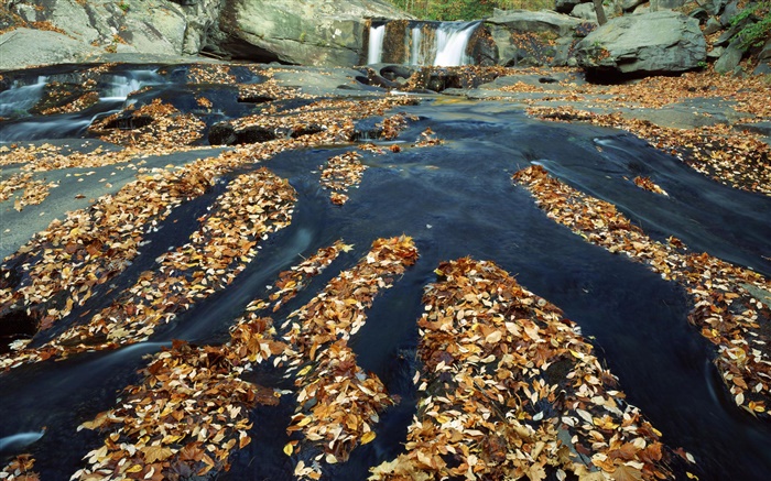 秋天，树叶很多，瀑，溪，岩 壁纸 图片