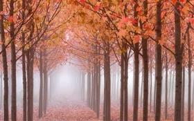 秋天的早晨，树木，红色的枫叶，雾 高清壁纸