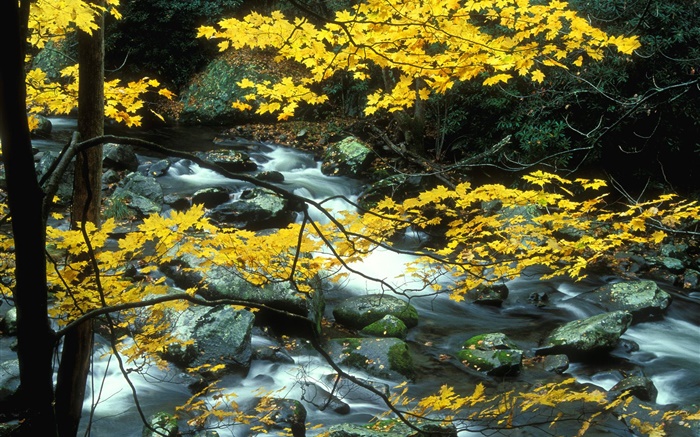 秋天，自然风光，黄色的树叶，树木，小溪 壁纸 图片