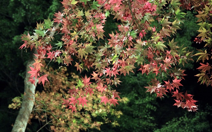 秋天，树，绿色和红色的枫叶 壁纸 图片