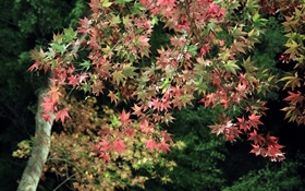 秋天，树，绿色和红色的枫叶