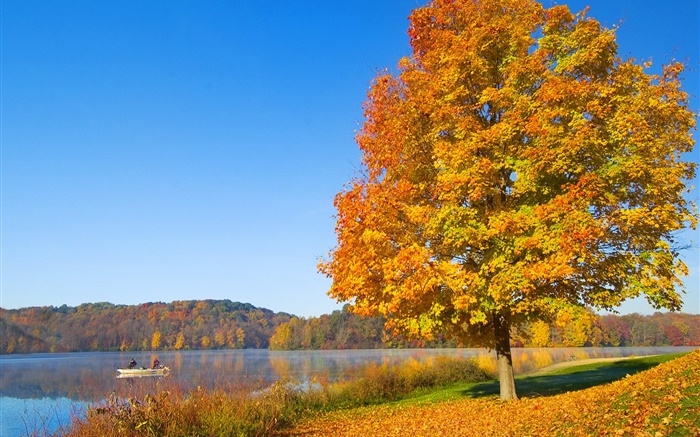 秋天，树，黄叶，河 壁纸 图片