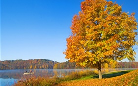 秋天，树，黄叶，河 高清壁纸