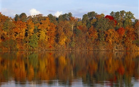 秋天，树木，河流