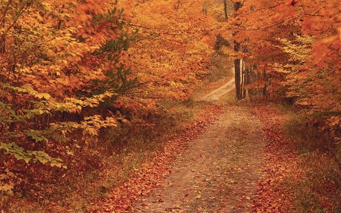 秋天，树木，道路，红叶 壁纸 图片