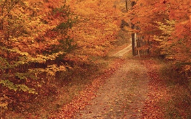 秋天，树木，道路，红叶 高清壁纸
