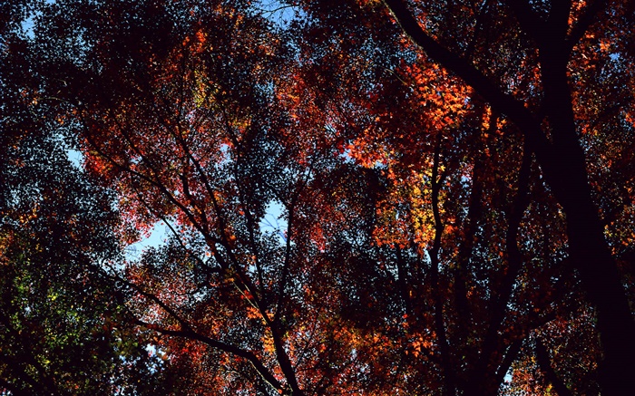 秋天，树木，视图顶部，枫叶 壁纸 图片