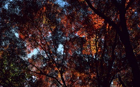 秋天，树木，视图顶部，枫叶