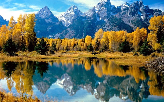 秋天，树木，黄色，湖，山 壁纸 图片