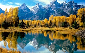 秋天，树木，黄色，湖，山 高清壁纸