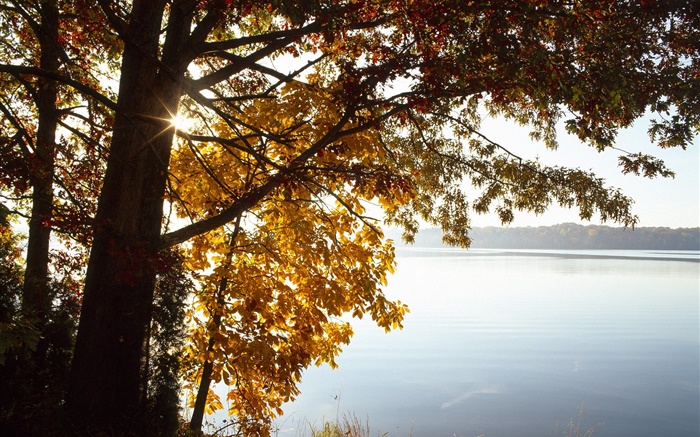 秋天，黄叶树，湖，太阳 壁纸 图片
