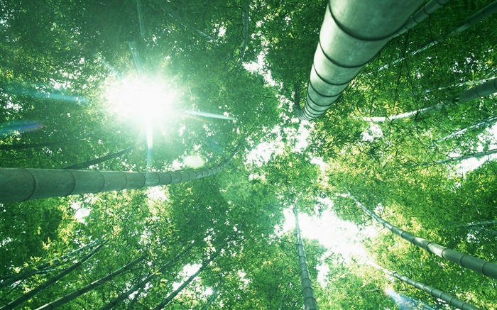 竹林，抬头，阳光，绿色的叶子 壁纸 图片