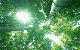 竹林，抬头，阳光，绿色的叶子 高清壁纸