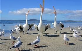 海滩，海鸥，海鸟 高清壁纸