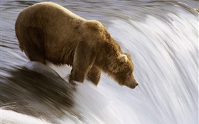 熊在水中，追捕食物 高清壁纸
