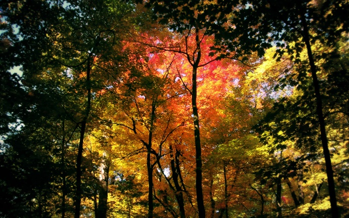 美丽的秋天森林，红叶 壁纸 图片
