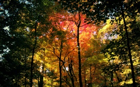 美丽的秋天森林，红叶