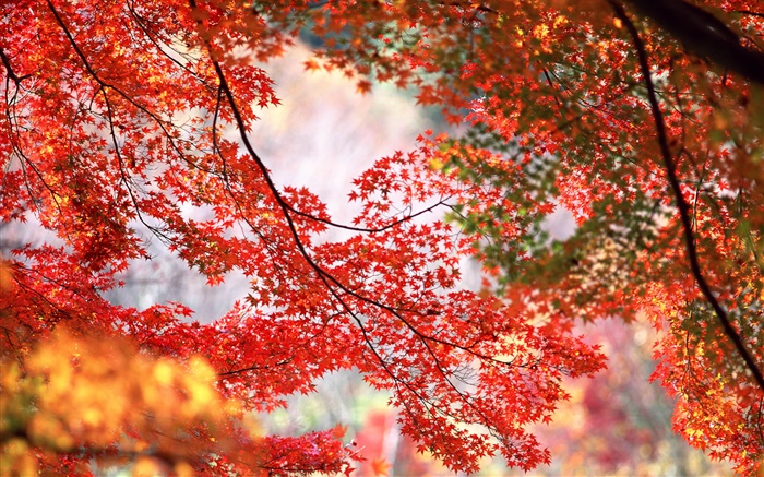 美丽的秋天，树，树枝，红色的枫叶 壁纸 图片