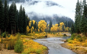 美丽的自然景观，森林，树木，雾，河，秋