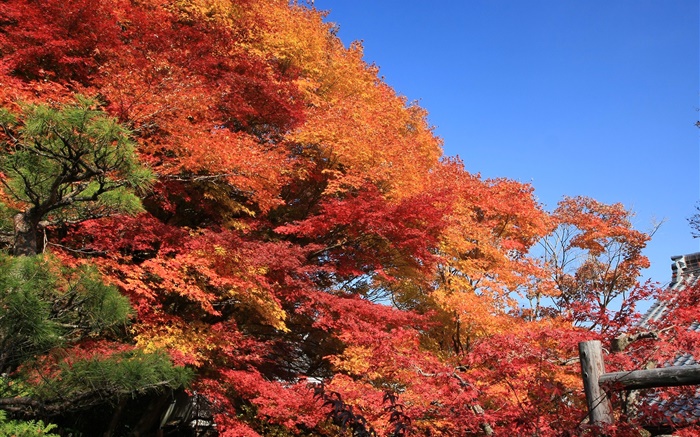 美丽的红色秋天，树叶，树木 壁纸 图片