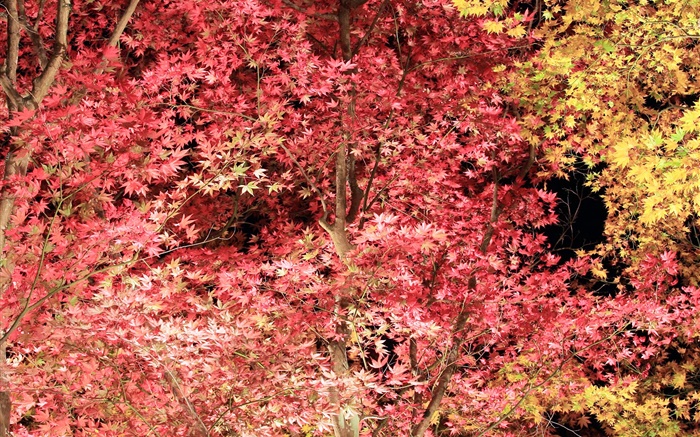 美丽的红叶，枫叶树，秋天 壁纸 图片