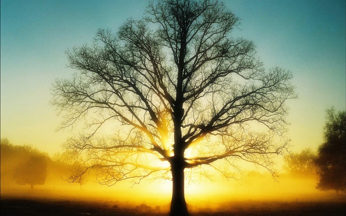 美丽的日出，树，阳光，黎明 壁纸 图片