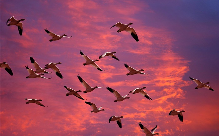 大雁飞在红色天空，日落 壁纸 图片