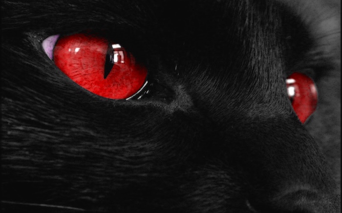 黑色动物的脸，红红的眼睛 壁纸 图片