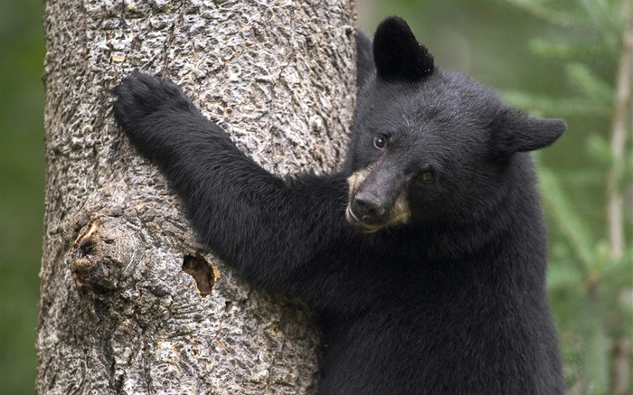 黑熊爬上树 壁纸 图片