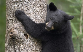 黑熊爬上树 高清壁纸