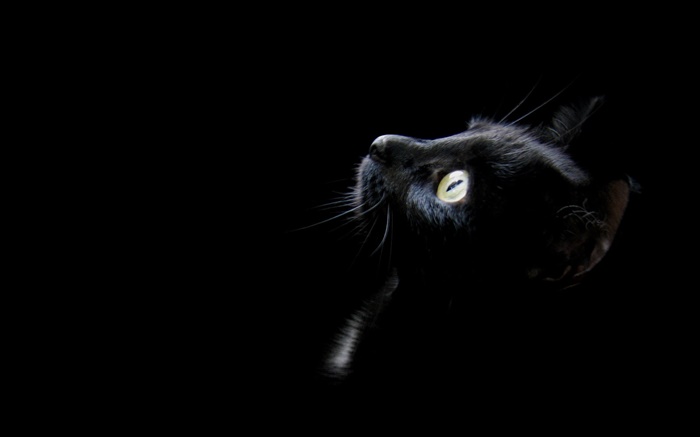 黑猫，黑色的背景 壁纸 图片