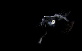 黑猫，黑色的背景 高清壁纸