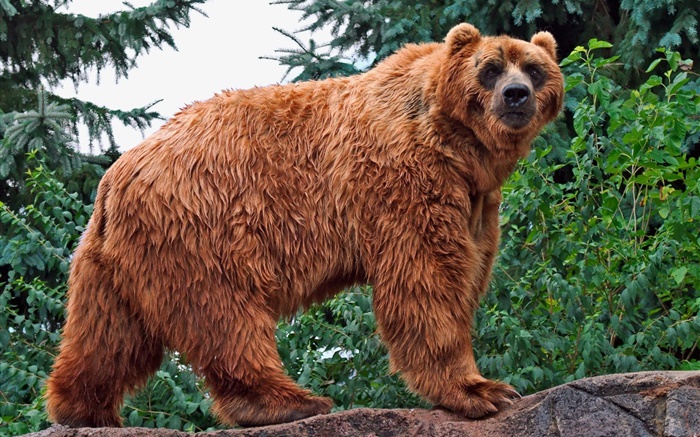 棕熊看着你 壁纸 图片
