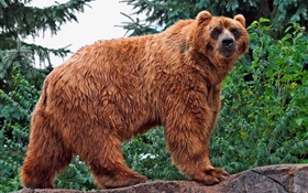 棕熊看着你