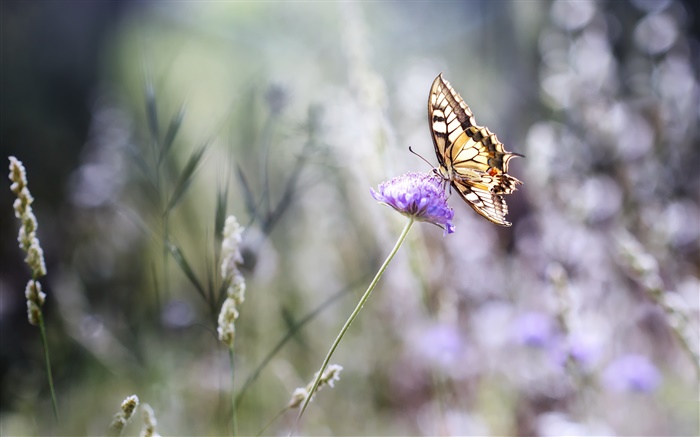 蝴蝶，紫色的花，背景虚化，夏天 壁纸 图片