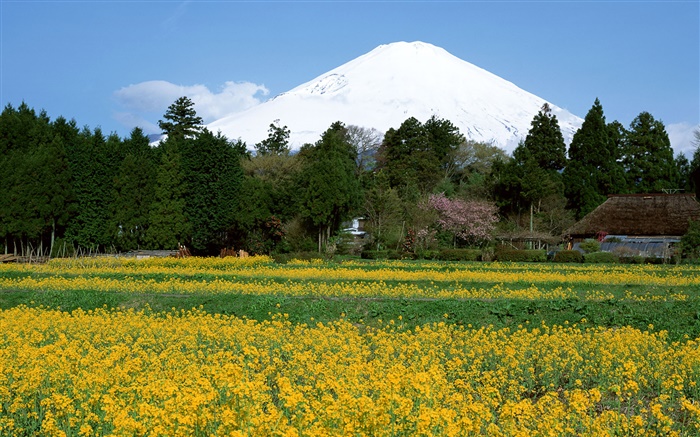 油菜籽花场，绿树成荫，富士山，日本 壁纸 图片