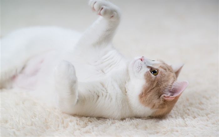 猫玩游戏，爪子，地毯 壁纸 图片