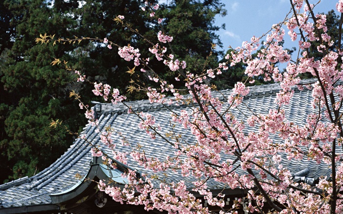 公园中的樱花盛开，日本东京 壁纸 图片