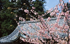 公园中的樱花盛开，日本东京