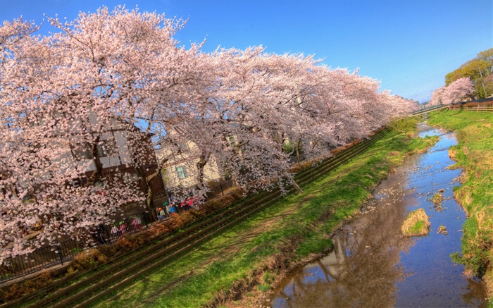 樱花，开花，运河，房子，春天 壁纸 图片