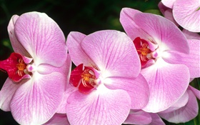 蝴蝶兰花特写，粉红色的花瓣 高清壁纸