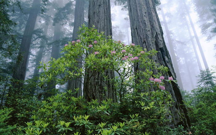 海岸红杉，杜鹃，红杉国家公园，加利福尼亚州，美国 壁纸 图片
