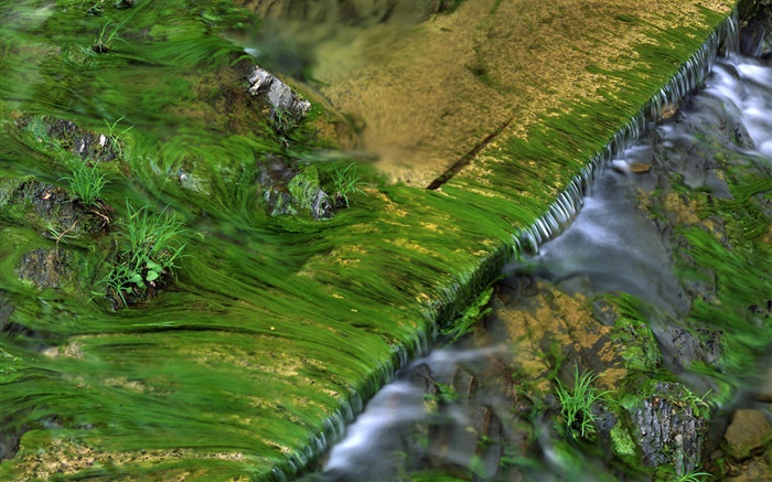 溪，苔，水 壁纸 图片