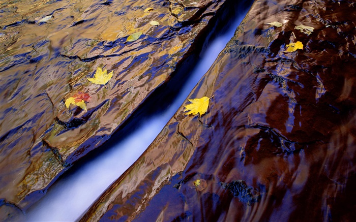 河，水，岩石，黄叶 壁纸 图片