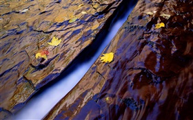 河，水，岩石，黄叶 高清壁纸